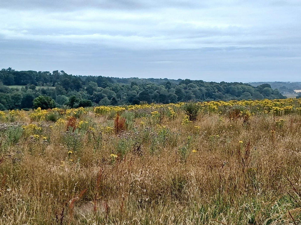 Some of the agricultural land set to be re-wilded