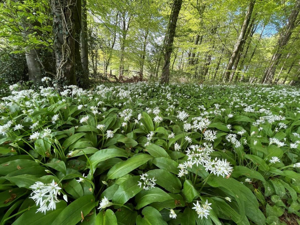 Existing woodland at South Holt Farm