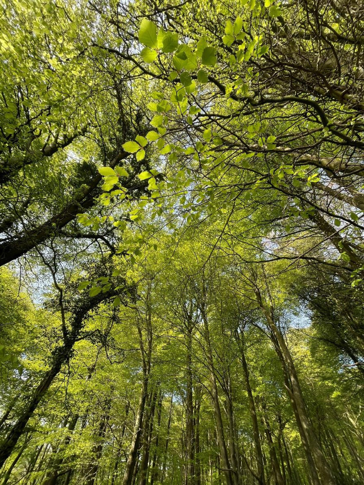 Existing woodland at South Holt Farm